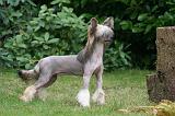 CHIEN NU CHINOIS 208